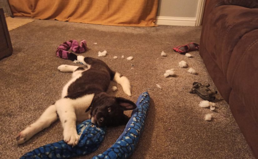 Little bits of dead toy